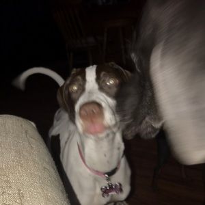 Meet your Posher, Emmett